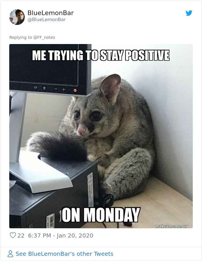 Possum Trashes Woman's Office In Australia, Becomes A Meme