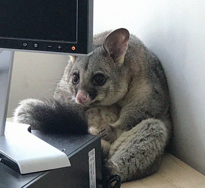 Possum Trashes Woman's Office In Australia, Becomes A Meme
