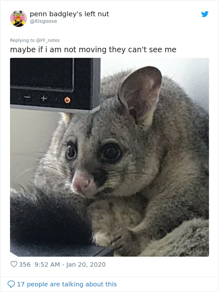 Possum Trashes Woman's Office In Australia, Becomes A Meme Possum Trashes Woman's Office In Australia, Becomes A Meme