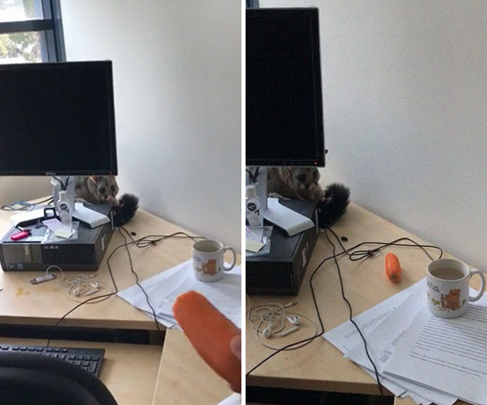 Possum Trashes Woman's Office In Australia, Becomes A Meme Possum Trashes Woman's Office In Australia, Becomes A Meme