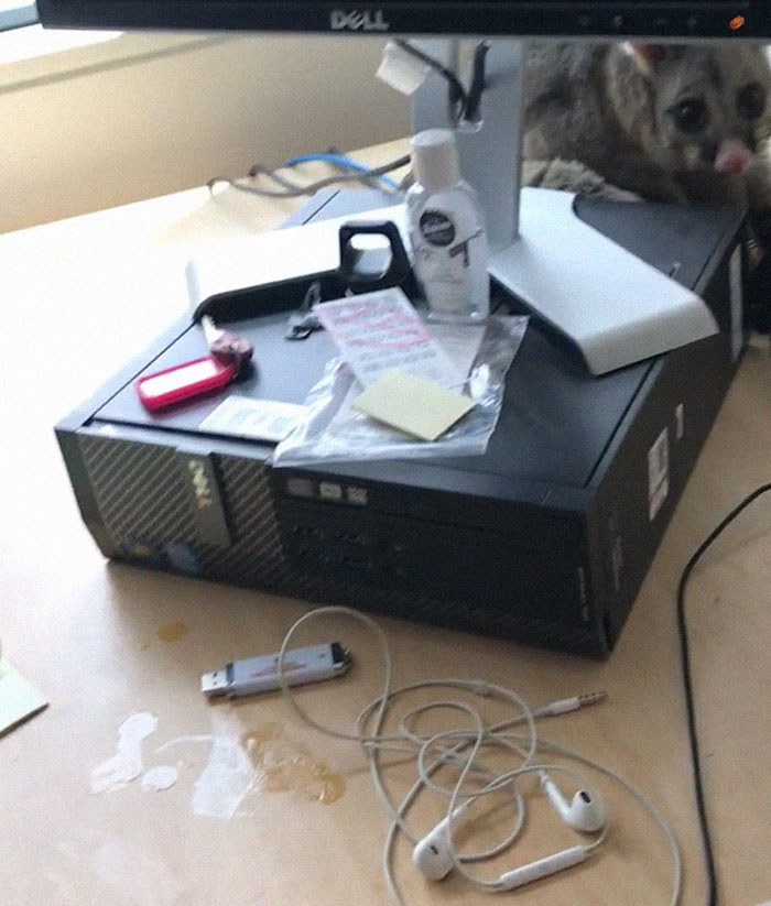 Possum Trashes Woman's Office In Australia, Becomes A Meme