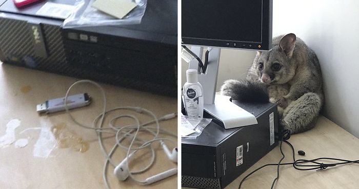 Possum Trashes Woman’s Office In Australia, Becomes A Meme