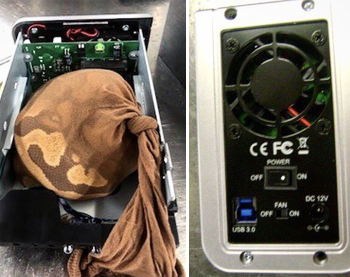 Agent Flynn Has Had It With Snakes On Planes, And Our Officers Prevented A Young Ball Python From Flying The Friendly Skies This Past Sunday