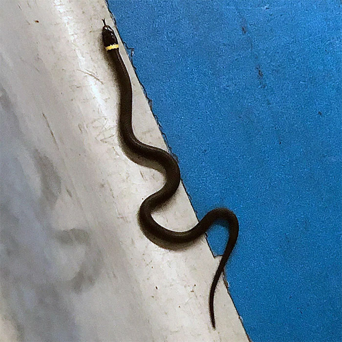 Enough Is Enough! We Have Had It With These #%!&@$ Snakes In This %@$&#! Checkpoint!