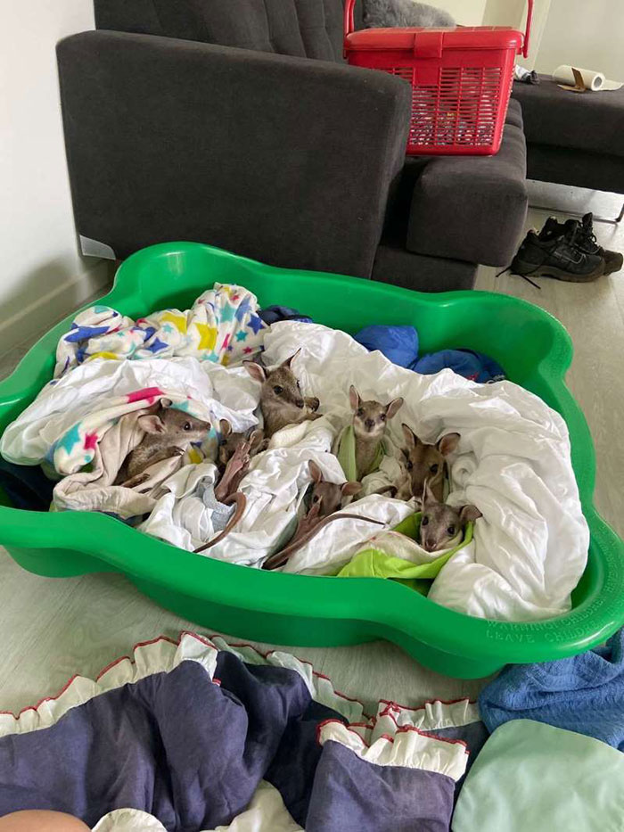 These Adorable Wallaby Babies That Were Rescued From The Australian Bushfires Got Named After Celebs Who Donated To Fire Funds These Adorable Wallaby Babies That Were Rescued From The Australian Bushfires Got Named After Celebs Who Donated To Fire Funds