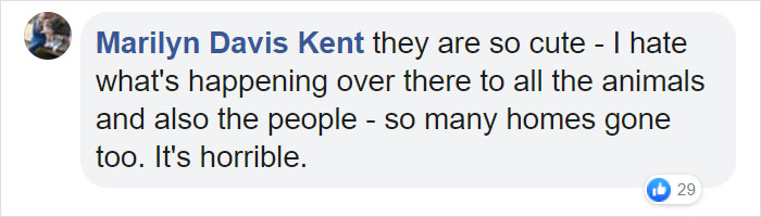 These Adorable Wallaby Babies That Were Rescued From The Australian Bushfires Got Named After Celebs Who Donated To Fire Funds