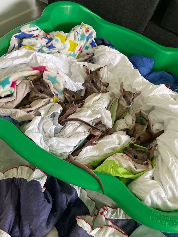 These Adorable Wallaby Babies That Were Rescued From The Australian Bushfires Got Named After Celebs Who Donated To Fire Funds These Adorable Wallaby Babies That Were Rescued From The Australian Bushfires Got Named After Celebs Who Donated To Fire Funds