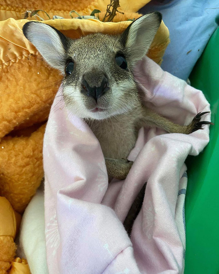 These Adorable Wallaby Babies That Were Rescued From The Australian Bushfires Got Named After Celebs Who Donated To Fire Funds These Adorable Wallaby Babies That Were Rescued From The Australian Bushfires Got Named After Celebs Who Donated To Fire Funds