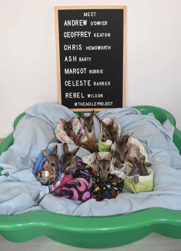 These Adorable Wallaby Babies That Were Rescued From The Australian Bushfires Got Named After Celebs Who Donated To Fire Funds These Adorable Wallaby Babies That Were Rescued From The Australian Bushfires Got Named After Celebs Who Donated To Fire Funds