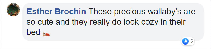 These Adorable Wallaby Babies That Were Rescued From The Australian Bushfires Got Named After Celebs Who Donated To Fire Funds These Adorable Wallaby Babies That Were Rescued From The Australian Bushfires Got Named After Celebs Who Donated To Fire Funds