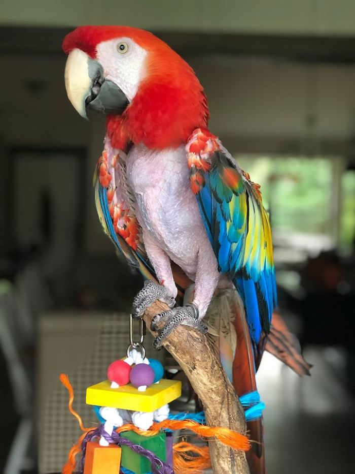 Everyone's Always Saying That Second-Hand Objects Have A Story To Tell. Well, A Second-Hand Parrot Literally Tells Her Own Story!