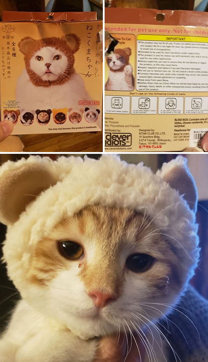 Found At Savers In Wisconsin, You Bet Your Ass I Bought It. Also Promptly Put It On My Cat