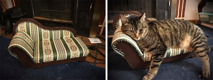 I Found A Chaise Lounge At Good Will For My Cat! She Almost Fits