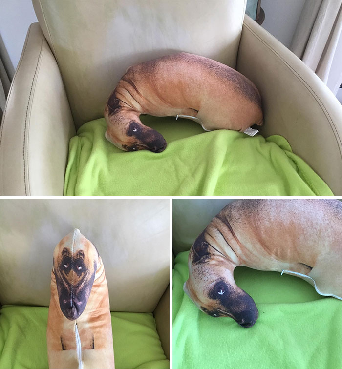 I Have A Tacky Gift Exchange Every Year And This Years Winner Is This Four Eyed Stuffed Puppy My Son Spotted Through A Thrift Store Window In Toronto