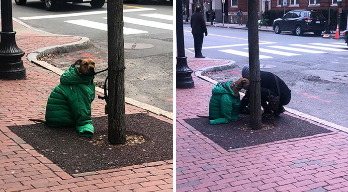 Woman Gives Dog Her Own Jacket So He Stays Cozy Waiting Outside