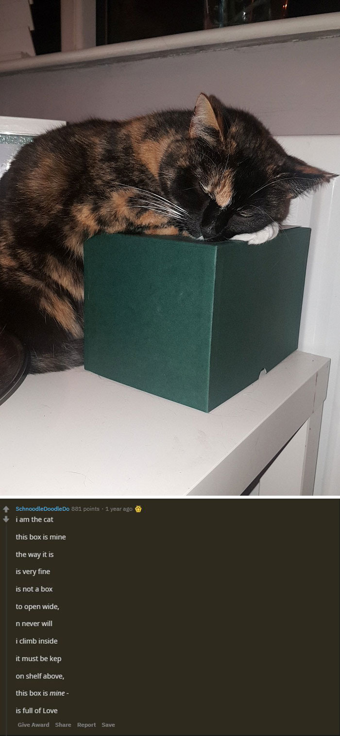 My Mum Passed Away And I Adopted Her Cat. Here She Is Sitting On Mum's Ashes