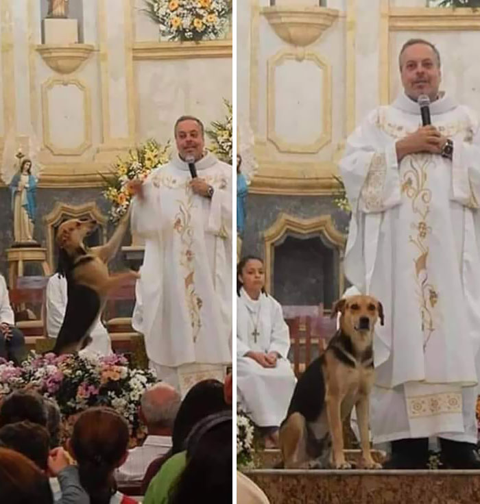 This Priest Shelters Stray Dogs And Brings Them To The Church So They Can Be Adopted