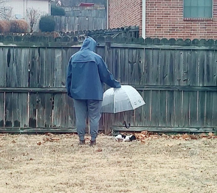 Just A Man Escorting His Miniature Dachshund Hans Around The Backyard With An Umbrella In-Hand While He Takes A Potty Break