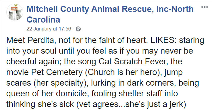 Animal Shelter Puts Up 'The World's Worst Cat' For Adoption And People Are Loving The Description