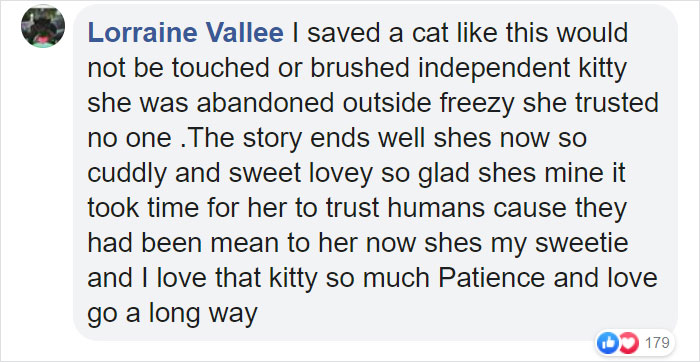 Animal Shelter Puts Up 'The World's Worst Cat' For Adoption And People Are Loving The Description Animal Shelter Puts Up 'The World's Worst Cat' For Adoption And People Are Loving The Description