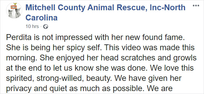 Animal Shelter Puts Up 'The World's Worst Cat' For Adoption And People Are Loving The Description Animal Shelter Puts Up 'The World's Worst Cat' For Adoption And People Are Loving The Description