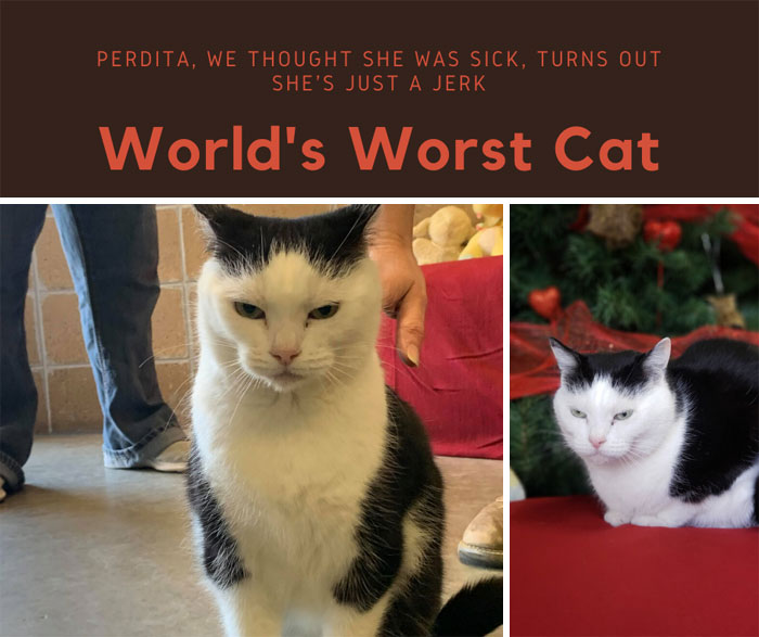 Animal Shelter Puts Up 'The World's Worst Cat' For Adoption And People Are Loving The Description