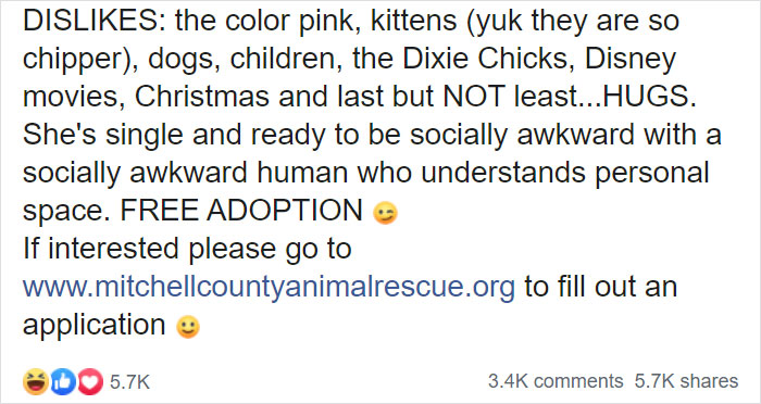 Animal Shelter Puts Up 'The World's Worst Cat' For Adoption And People Are Loving The Description
