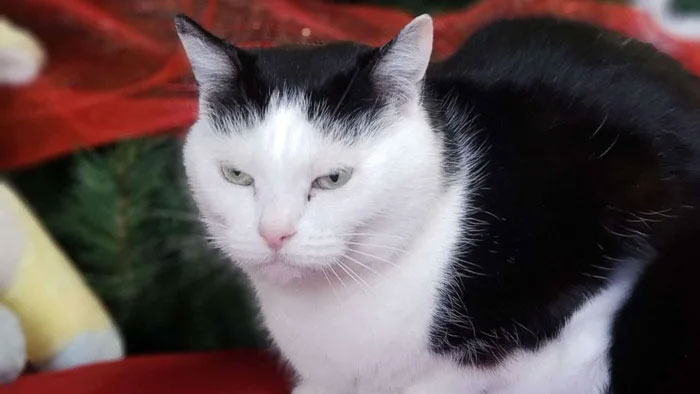 Animal Shelter Puts Up 'The World's Worst Cat' For Adoption And People Are Loving The Description Animal Shelter Puts Up 'The World's Worst Cat' For Adoption And People Are Loving The Description