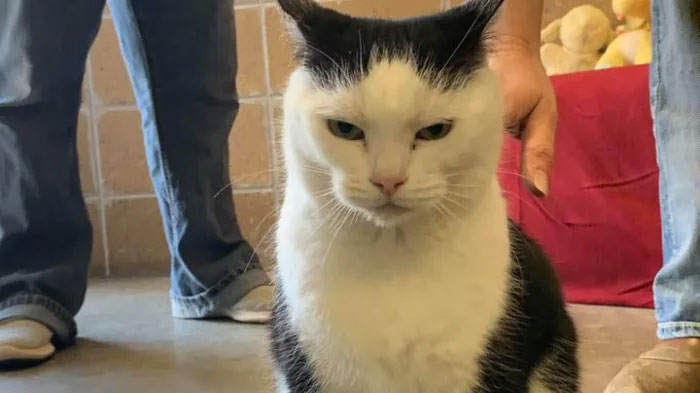 Animal Shelter Puts Up 'The World's Worst Cat' For Adoption And People Are Loving The Description Animal Shelter Puts Up 'The World's Worst Cat' For Adoption And People Are Loving The Description
