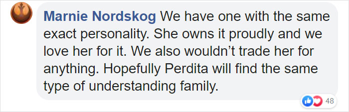 Animal Shelter Puts Up 'The World's Worst Cat' For Adoption And People Are Loving The Description