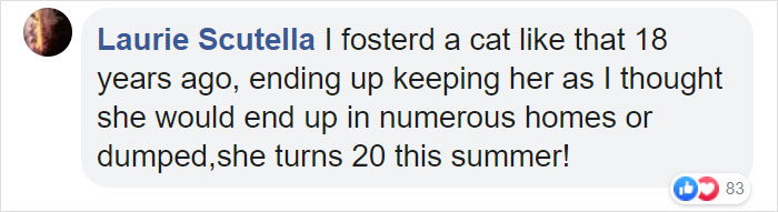 Animal Shelter Puts Up 'The World's Worst Cat' For Adoption And People Are Loving The Description