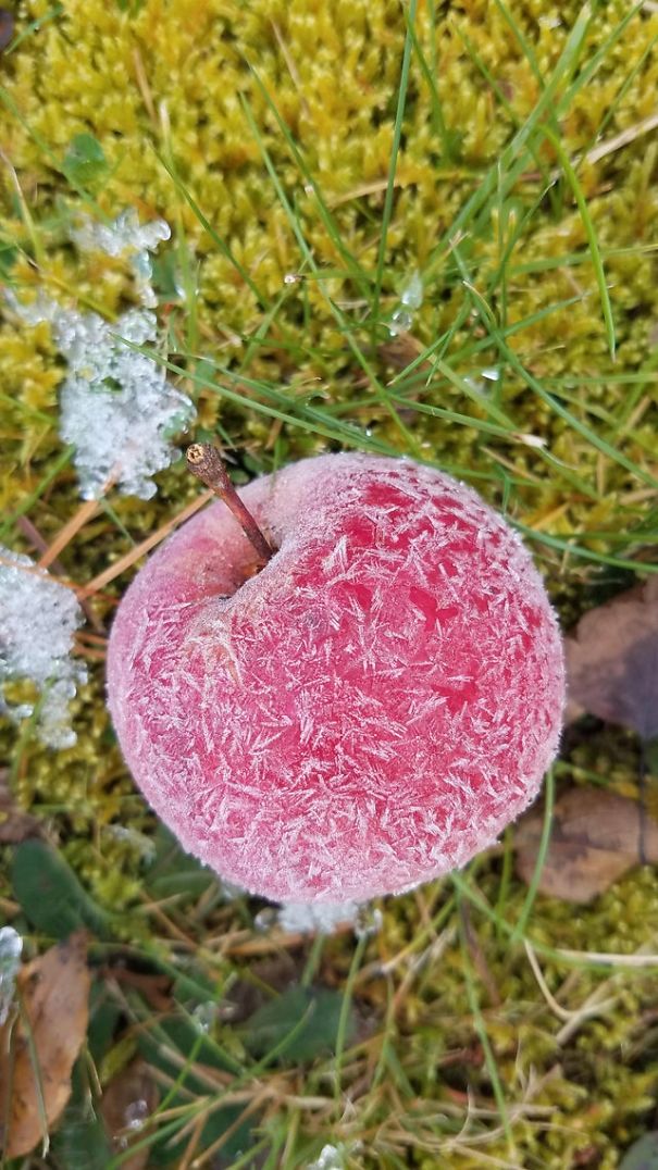 Frosty apple