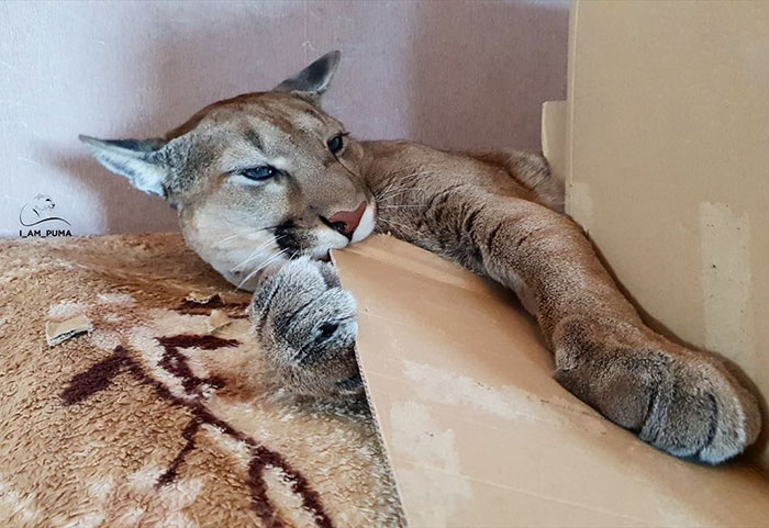 Rescue Puma Can't Be Released Into The Wild, Lives His Best Life As A Spoiled House Cat (New Pics) Rescue Puma Can't Be Released Into The Wild, Lives His Best Life As A Spoiled House Cat (New Pics)