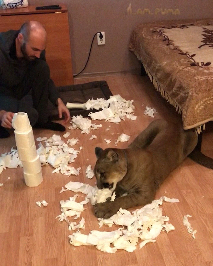 Rescue Puma Can't Be Released Into The Wild, Lives His Best Life As A Spoiled House Cat (New Pics) Rescue Puma Can't Be Released Into The Wild, Lives His Best Life As A Spoiled House Cat (New Pics)