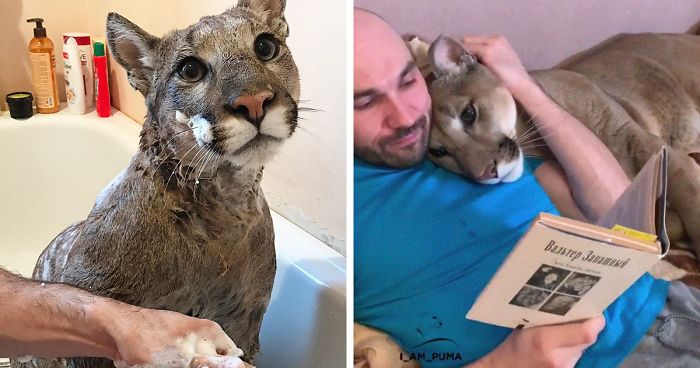 Rescue Puma Can’t Be Released Into The Wild, Lives His Best Life As A Spoiled House Cat (New Pics)