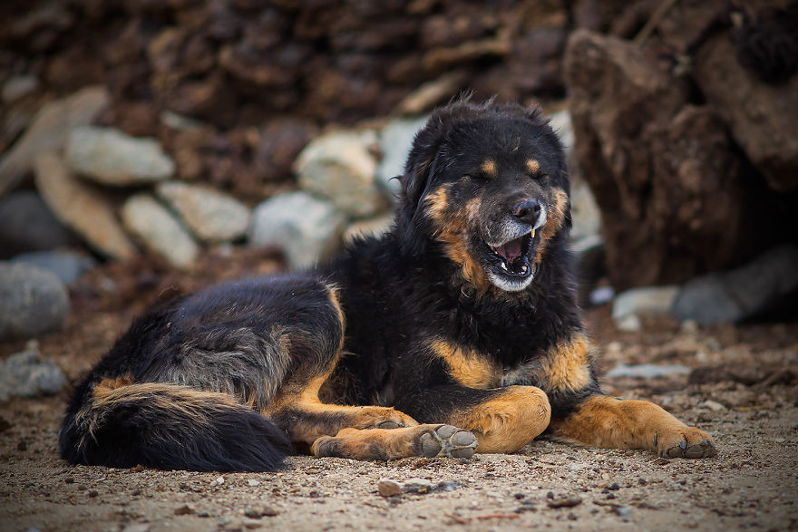 Why Cashmere Is So Expensive Why Cashmere Is So Expensive