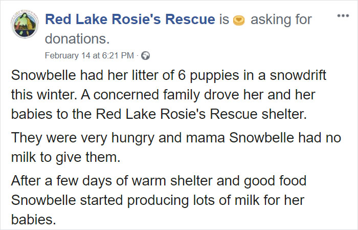 Litter of 6 Survives In The Cold Due To The Caring Love Of Their Mother, Gets Saved By The Locals