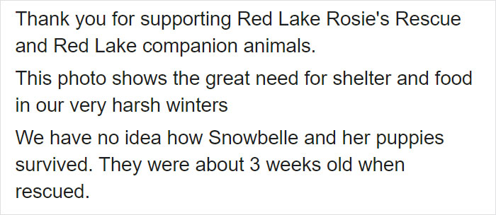 Litter of 6 Survives In The Cold Due To The Caring Love Of Their Mother, Gets Saved By The Locals