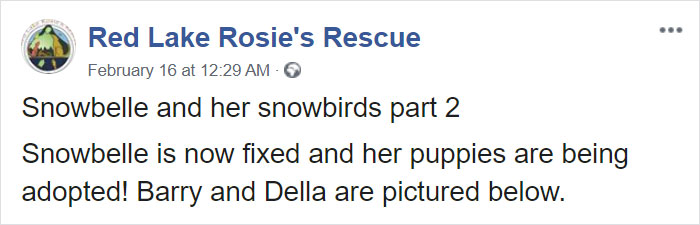 Litter of 6 Survives In The Cold Due To The Caring Love Of Their Mother, Gets Saved By The Locals Litter of 6 Survives In The Cold Due To The Caring Love Of Their Mother, Gets Saved By The Locals