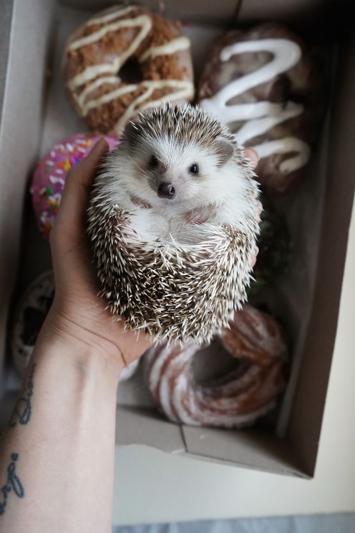 Cinnamon The Hedgehog Is Living Her Best Life, Here’s Her Average Day (17 Pics) Cinnamon The Hedgehog Is Living Her Best Life, Here’s Her Average Day (17 Pics)