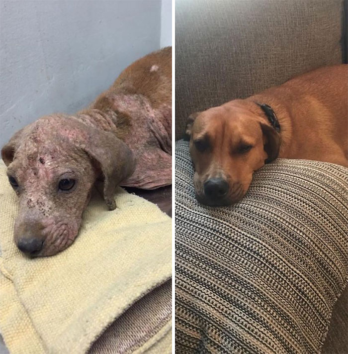Barkley, Rescued From The Streets Of Puerto Rico And Loved Back To Health