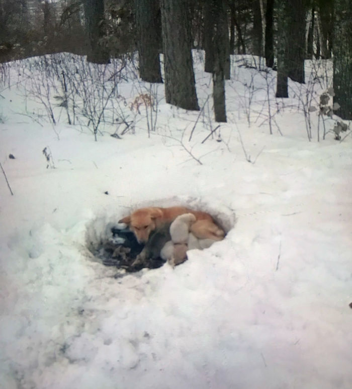 Litter of 6 Survives In The Cold Due To The Caring Love Of Their Mother, Gets Saved By The Locals Litter of 6 Survives In The Cold Due To The Caring Love Of Their Mother, Gets Saved By The Locals