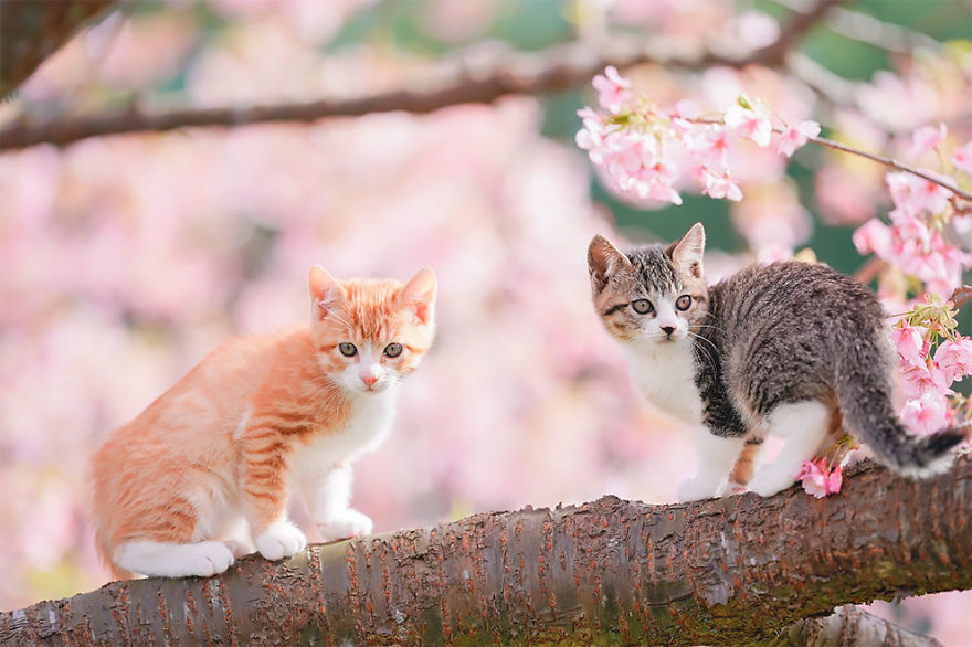 This Photographer Captured Two Adorable Kittens Having Fun On Cherry Blossoms In Tokyo This Photographer Captured Two Adorable Kittens Having Fun On Cherry Blossoms In Tokyo