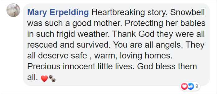 Litter of 6 Survives In The Cold Due To The Caring Love Of Their Mother, Gets Saved By The Locals Litter of 6 Survives In The Cold Due To The Caring Love Of Their Mother, Gets Saved By The Locals