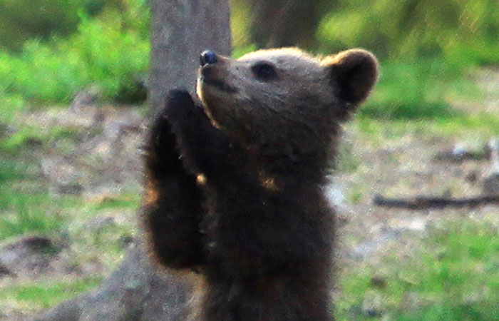 Teacher Stumbles Upon Baby Bears ‘Dancing’ In Finland Forest, Thinks He’s Imagining It Teacher Stumbles Upon Baby Bears ‘Dancing’ In Finland Forest, Thinks He’s Imagining It