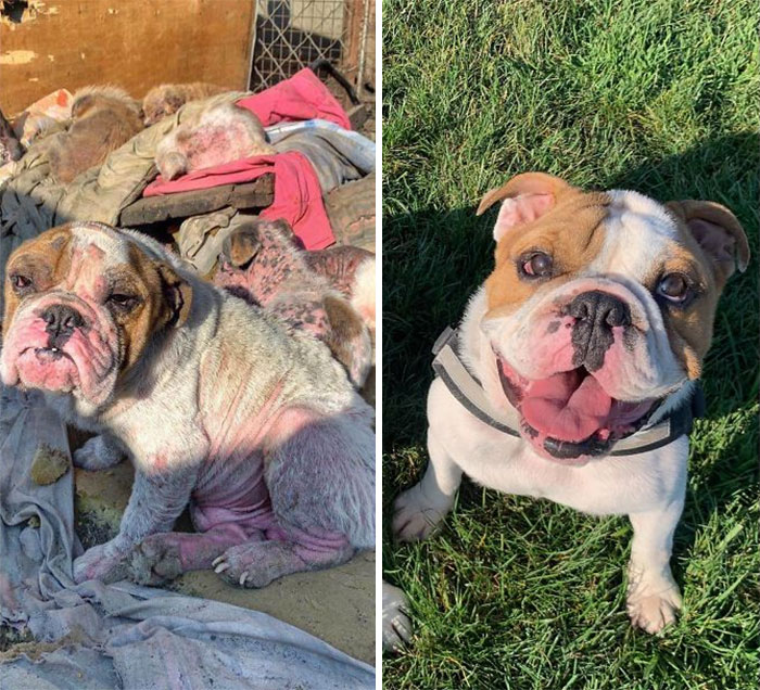 Gus Gus Was Saved From The Meat Trade In China. He Just Moved Into His Forever Home And Now Gets To Spend His Vacations In Tahoe