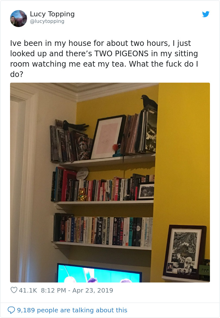 Woman Realizes Two Pigeons Have Been Sitting With Her In The Room For 2 Hours, Shares Everything In Hilarious Tweets