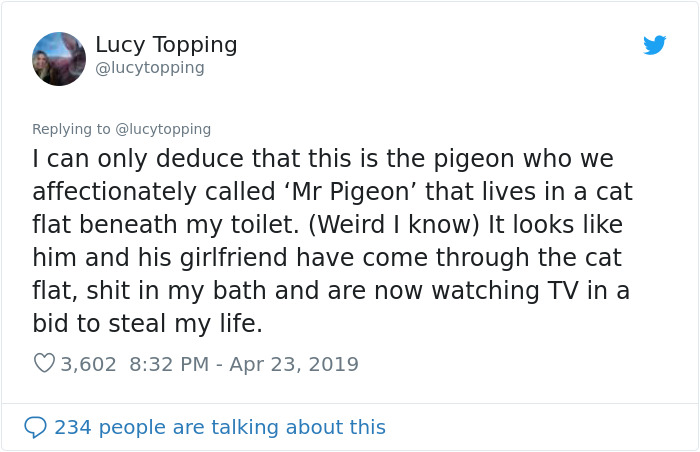 Woman Realizes Two Pigeons Have Been Sitting With Her In The Room For 2 Hours, Shares Everything In Hilarious Tweets