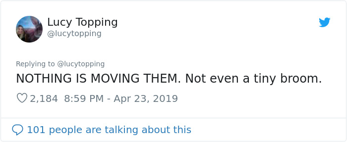 Woman Realizes Two Pigeons Have Been Sitting With Her In The Room For 2 Hours, Shares Everything In Hilarious Tweets