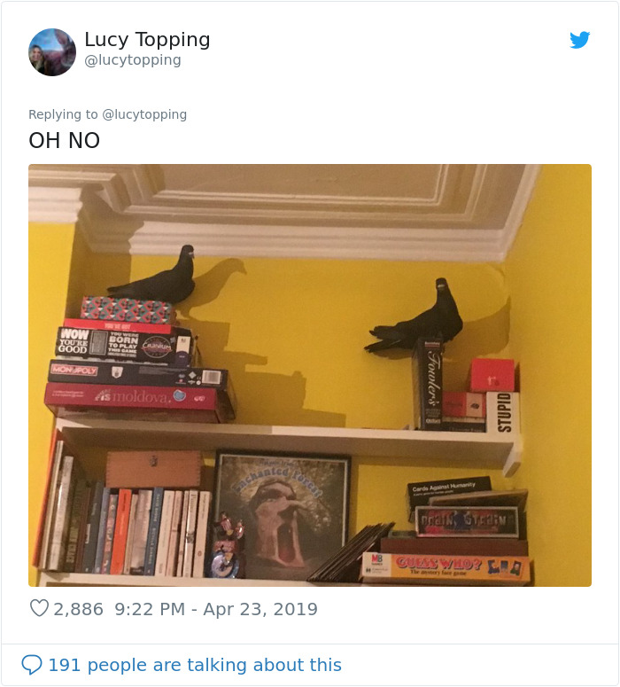 Woman Realizes Two Pigeons Have Been Sitting With Her In The Room For 2 Hours, Shares Everything In Hilarious Tweets